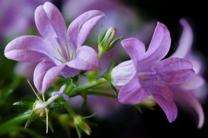 Фиолетовые лилии - скачать обои на рабочий стол
