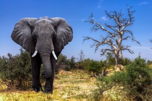 Африканский слон - скачать обои на рабочий стол