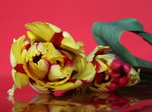 Махровый тюльпан - скачать обои на рабочий стол