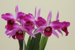 Цветы орхидей - скачать обои на рабочий стол