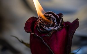 Пламя из розы - скачать обои на рабочий стол