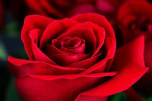 Красная роза - скачать обои на рабочий стол