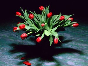 Алые тюльпаны к 8 марта - скачать обои на рабочий стол
