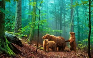 Три медведя - скачать обои на рабочий стол