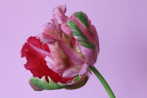 Махровый тюльпан - скачать обои на рабочий стол