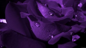 Фиолетовая роза - скачать обои на рабочий стол