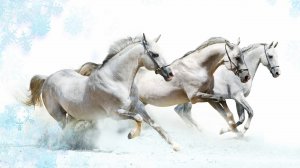 Три белых коня - скачать обои на рабочий стол