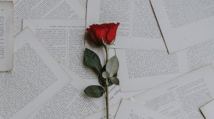 Роза и книги - скачать обои на рабочий стол