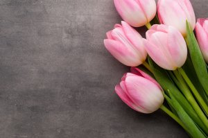 Скромный букет тюльпанов - скачать обои на рабочий стол