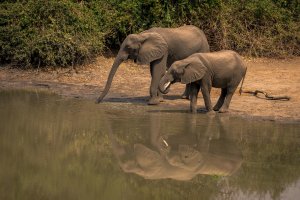 Слоны на водопое - скачать обои на рабочий стол