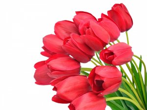 Красные тюльпаны - скачать обои на рабочий стол
