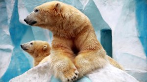 Северные медведи - скачать обои на рабочий стол