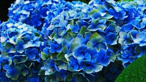 Обои для рабочего стола: Синие цветы
