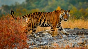 Тигр хозяин тайги - скачать обои на рабочий стол