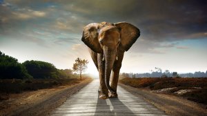 Слон шагает по дороге - скачать обои на рабочий стол