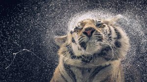 Тигр под дождем  - скачать обои на рабочий стол