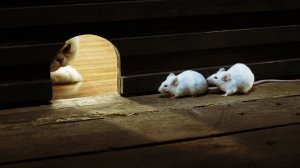 Кошки-мышки  - скачать обои на рабочий стол