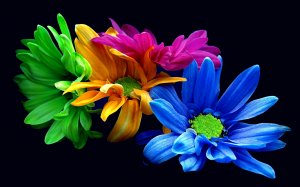 Цветные хризантемы - скачать обои на рабочий стол