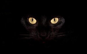 Глаза черной кошки  - скачать обои на рабочий стол