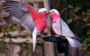 Обои для рабочего стола: Поцелуй птиц 