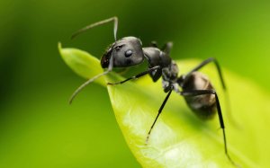 Черный муравей  - скачать обои на рабочий стол