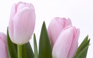 Свежие тюльпаны - скачать обои на рабочий стол