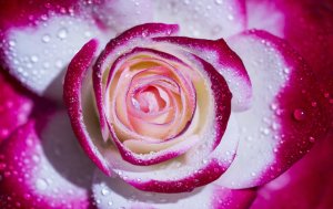 Розово-белая роза с росой  - скачать обои на рабочий стол