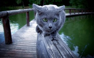 Зеленоглазый серый кот - скачать обои на рабочий стол