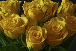Жёлтые розы - скачать обои на рабочий стол