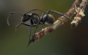 Чёрный муравей древоточец - скачать обои на рабочий стол