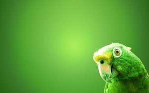 Зеленый попугай  - скачать обои на рабочий стол