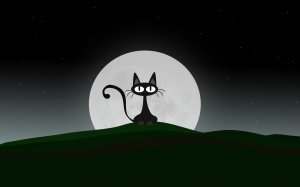 Ночная кошка  - скачать обои на рабочий стол