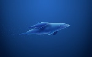 Дельфин и дельфиненок  - скачать обои на рабочий стол