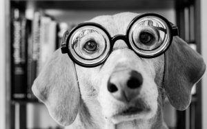 Смешная собака в очках  - скачать обои на рабочий стол