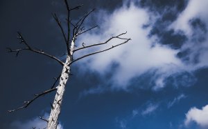 Сухое дерево на фоне неба  - скачать обои на рабочий стол