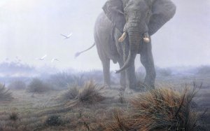 Слон в тумане - скачать обои на рабочий стол