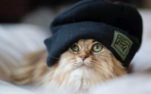 Зеленоглазый кот в шапке  - скачать обои на рабочий стол