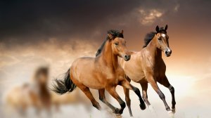 Бегущие кони  - скачать обои на рабочий стол