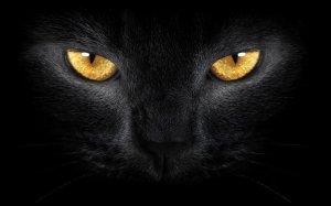 Обои для рабочего стола: Взгляд черной кошки