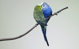 Целующиеся волнистые попугаи  - скачать обои на рабочий стол