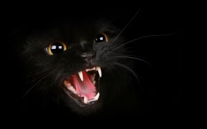 Черный котик показал зубки - скачать обои на рабочий стол