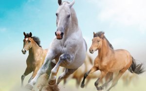 Бегущие лошади  - скачать обои на рабочий стол