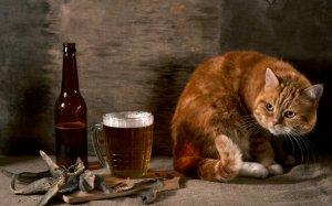 Рыжий кот с пивком  - скачать обои на рабочий стол