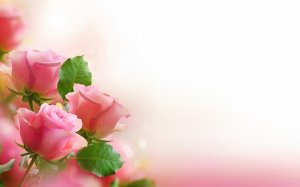 Нежные розовы розы  - скачать обои на рабочий стол