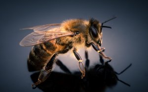 Медовая пчела - скачать обои на рабочий стол