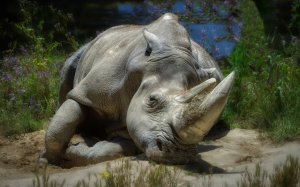 Большой белый носорог - скачать обои на рабочий стол