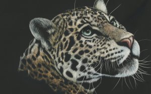 Нарисованная морда леопарда - скачать обои на рабочий стол