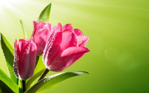 Розовые тюльпаны в росе - скачать обои на рабочий стол