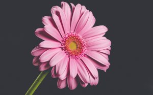 Нежный цветок герберы - скачать обои на рабочий стол