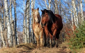 Две красивые лошади идут по березовой роще - скачать обои на рабочий стол